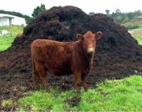 C:\Users\Администратор\Desktop\кросенс биология\images (11).jpg